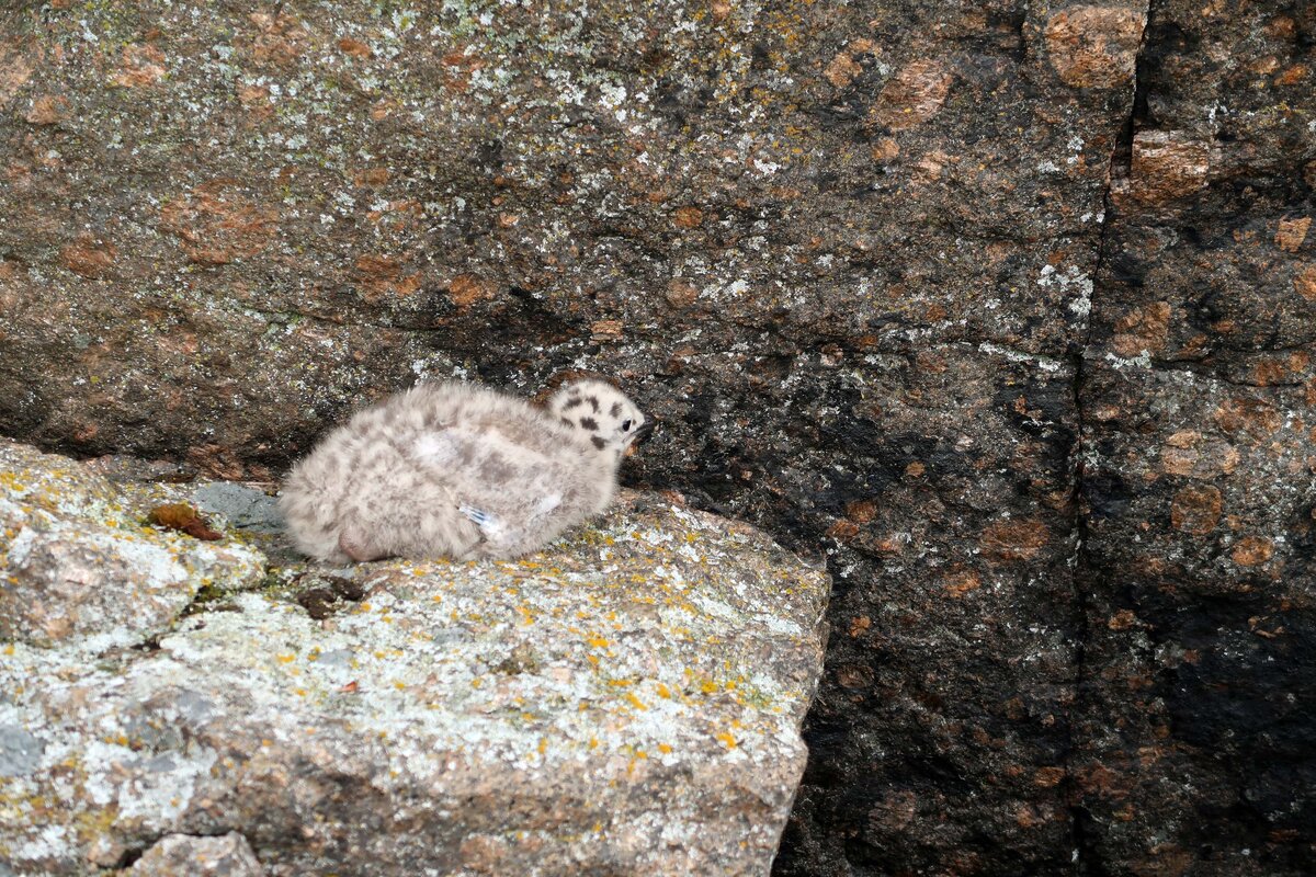 Japanilainen anaaliseksiä kuva