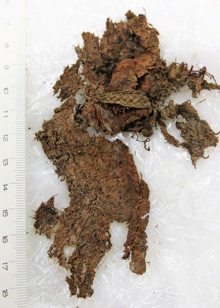 Vainajan oikean säären alla säilynyttä vanutettua villakangasta ja kuviollista lautanauhaa.