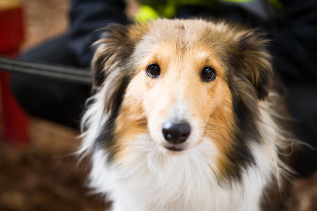 Pelkäävää koiraa auttaa se, että omistaja käyttäytyy mahdollisimman normaalisti kotona.