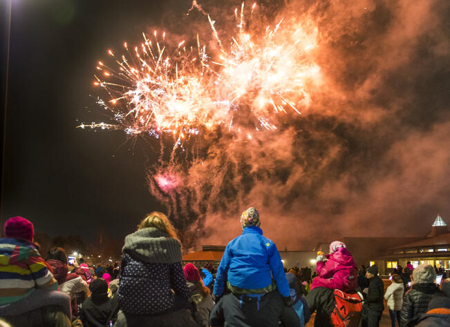 Joka vuosi katoaa koiria ja kissoja, koska ne pelästyvät ilotulitteita.