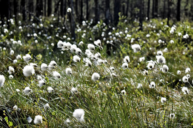 Kurjenrahkan kansallispuistossa vierailtiin viime vuonna 86 200 kertaa