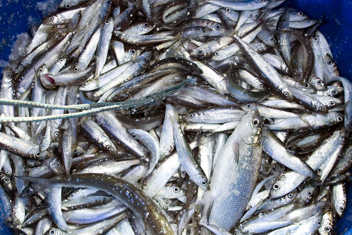 Салака балтийская. Салака рыба. Сельдь салака. Салака рыба ,балтийского. Сельдь салака.