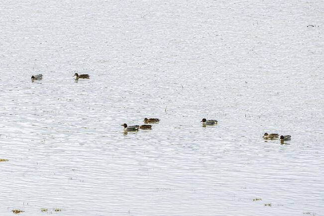 Suomen pienin sorsa, tavi, kerääntyy parviin ennen pesimiskauden alkua.