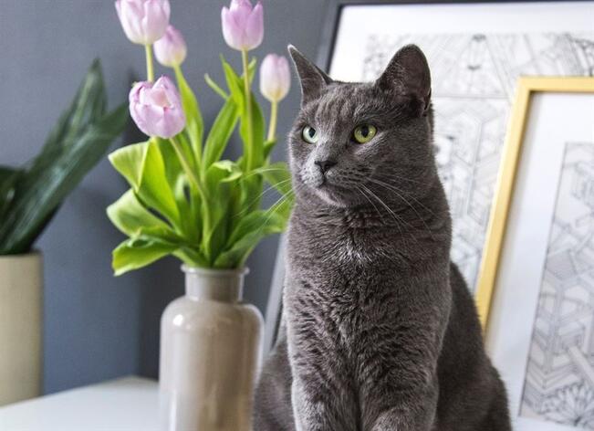 Kasvien aiheuttamat myrkytykset ovat harvinaisia, mutta niitä tapahtuu toisinaan, esimerkiksi jos kissa pureskelee kasveja tai kukkia. 