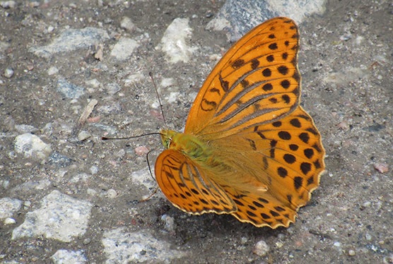 Keisarinviitta (Argynnis paphia) on esimerkki ilmaston lämpenemisen myötä Suomessa voimakkaasti pohjoiseen levittäytyneistä lajeista. Sen tarvitsemia avoimia metsäreunoja on paljon ja tasaisesti ympäri Suomea.