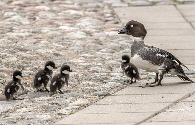 Telkkänaaraiden välillä oli yksilötasolla eroja sen suhteen, kuinka muninnan alku mukautuu kevään lämpötilan vuosien väliseen vaihteluun.