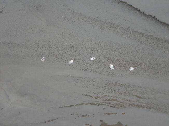 Tutkijat löysivät Venäjän yläarktiselta alueelta pikkuperhosiin kuuluvia havupunoskääriäisiä, jotka olivat kulkeutuneet ainakin 1 200 kilometrin pituisen matkan.