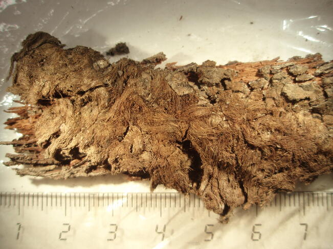 Naisen haudassa arkun pohjalla oli pehmusteena karhuntalja.