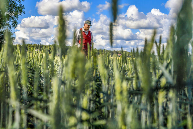 Viljasato on tänä vuonna kymmenyksen keskimääräistä heikompi. Kuva on viime heinäkuulta.
