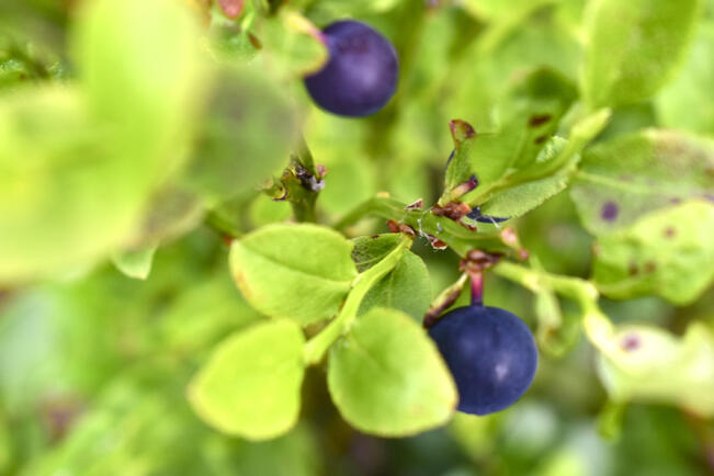 Kuivuus on verottanut selvästi mustikkasatoa.