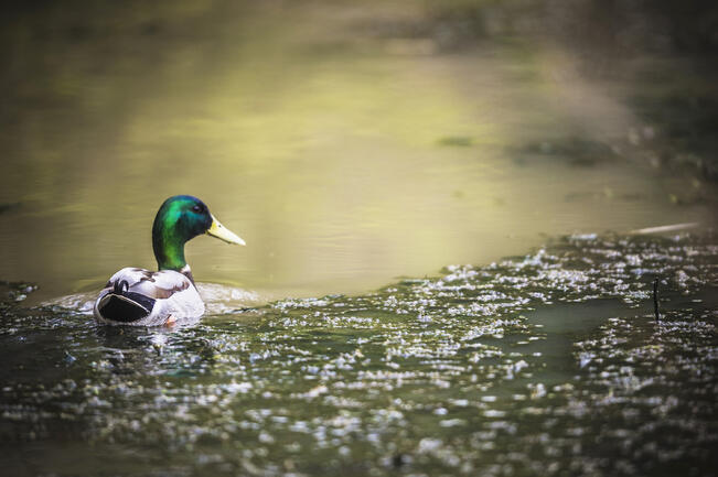 Sinisorsan poikastuotto on ollut erinomainen tänä vuonna.