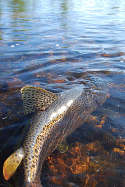 Lohikalojen syysrauhoitus alkaa syyskuun alussa.