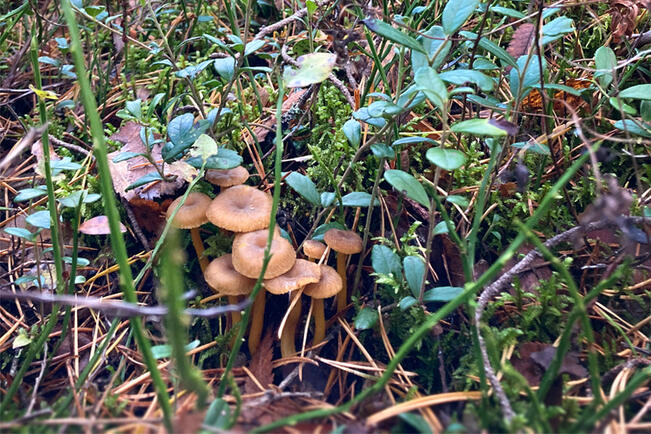 Katso maastokartoista ensin korkeuskäyriä ja etsi paikkoja, joissa on merkitty notkelmaan soistuma tai puustoinen suo.