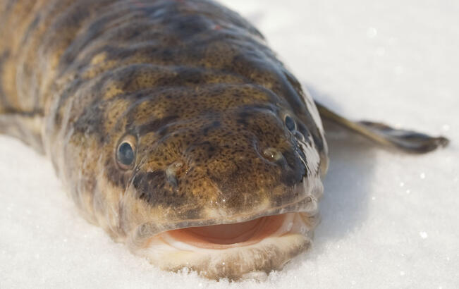 Madekausi on nyt parhaimmillaan.