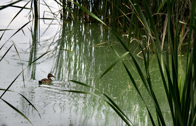 Toukokuussa lasketaan vesilintuparit kahteen kertaan.