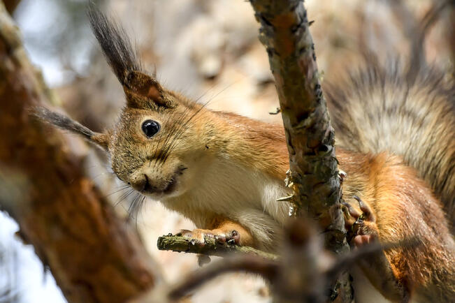 Oravien määrä on monin paikon jopa kaksinkertaistunut tai kolminkertaistunut. 