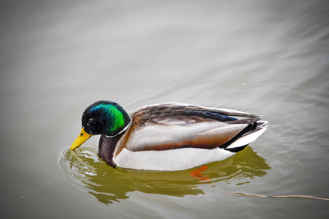 Sinisorsa (Anas platyrhynchos).