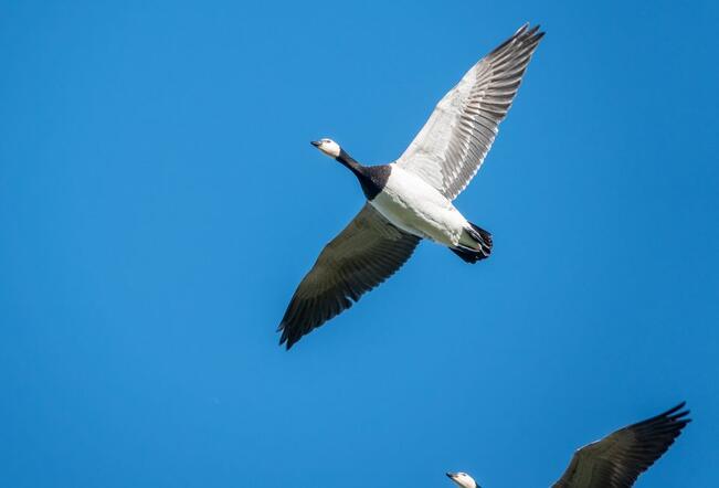 Valkoposkihanhia alkoi saapua Suomeen maaliskuussa. Ensihavainto oli 11. maaliskuuta Turussa.
