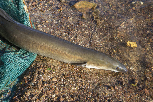 Ankeriaan kalastus on jatkossa kielletty 1.8.–30.6. eli 11 kuukautta vuodesta. 