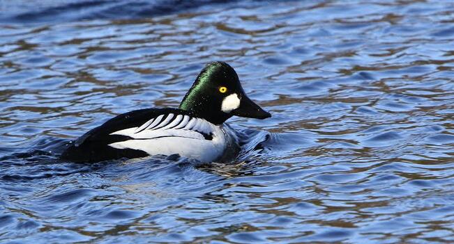 Metsästystä tulisi kohdentaa runsaslukuisiin lajeihin, kuten telkkään.