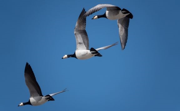 Valkoposkihanhia muuttomatkalla Kiteellä 15.9.2021. 