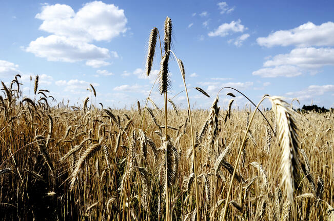 Ruissato on hiukan edellistä vuotta parempi, mutta jäämässä kymmenen vuoden keskimääräistä satoa pienemmäksi.