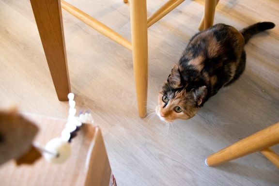 Riitt&#228;v&#228; aktivointi ehk&#228;isee kissan k&#228;yt&#246;songelmia. Lyhyet leikkihetket monta kertaa p&#228;iv&#228;ss&#228; aktivoivat kissaa. Soma-kissa vaanii lelua. 