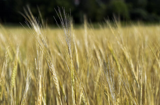 Viljasadosta 40 prosenttia on ohraa.