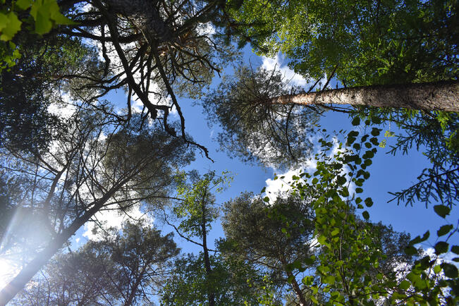 Yrittäjistä metsään sijoittaa 12 prosenttia.