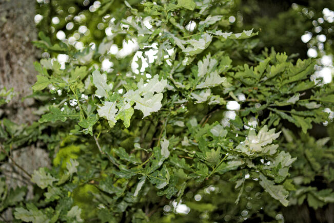 Marttaliitto ja Puutarhaliiton PUUHA-hanke haastavat kotipuutarhureita jakamaan taitojaan muille.