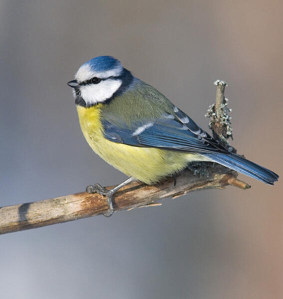 Sinitiaisia nähtiin useimmilla pihoilla.