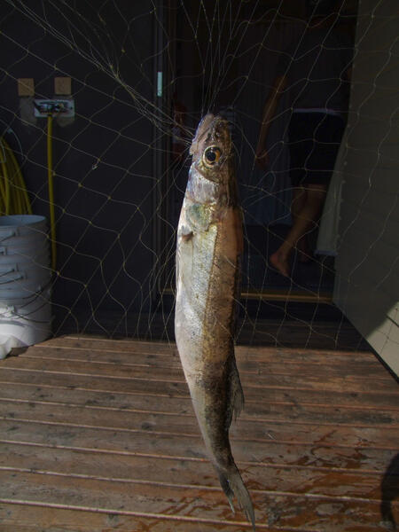 Sukukypsien kuhien osuus Ahvenanmaan luoteisessa sisäsaaristossa on puolittunut vuodesta 2011.