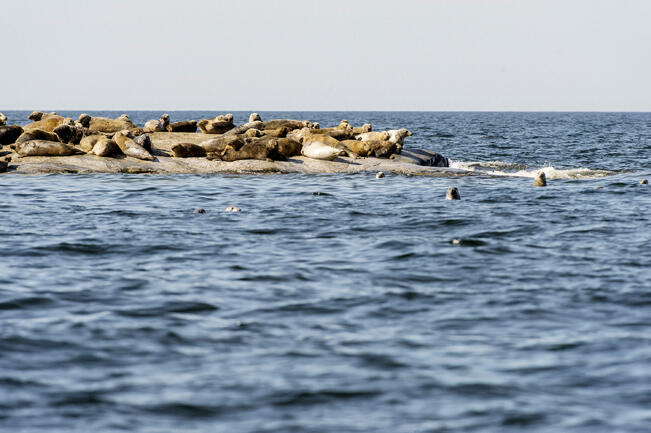 Itämeren yleisimmän hyljelajin harmaahylkeen viime vuosikymmeninä kasvanut kanta on lisännyt merkittäviä saalistappioita, pyydys- ja muita vahinkoja ja menetyksiä.