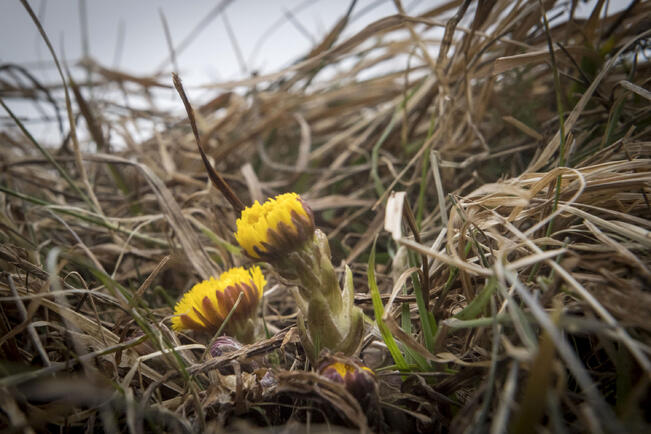 Leskenlehti on toivottu kevään merkki. Se loistaa esiin harmaastakin maisemasta.