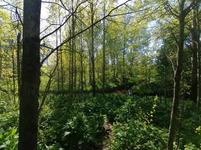 Kevätaurinkoon heräävää Murkurinmäen luonnonsuojelualuetta on verrattu Ruissaloon kauneudessaan ja monimuotoisuudessaan. Paratiisia Naantalin pikatien kupeessa kehystävät Saukonoja ja junarata. 