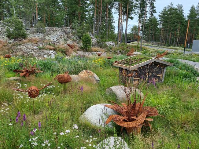 Luonnonmukaiset niityt yleistyvät pihoissa ja myös julkisilla viheralueilla.