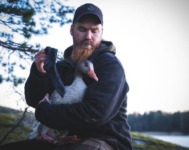 Antti Piironen tutki hanhien muuttokäyttäytymistä muun muassa satelliittilähettimien ja lukurenkaiden avulla. Piironen rengastaa merihanhea, joita tutkimuksessa merkattiin yhteensä noin 500 yksilöä. 