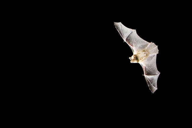 Lepakot ovat yöeläimiä, ja niiden käyttämien kaikuluotausäänten havaitsemiseen tarvitaan lepakkodetektori eli laite, joka muuntaa yliäänet ihmisen kuuloalueelle.