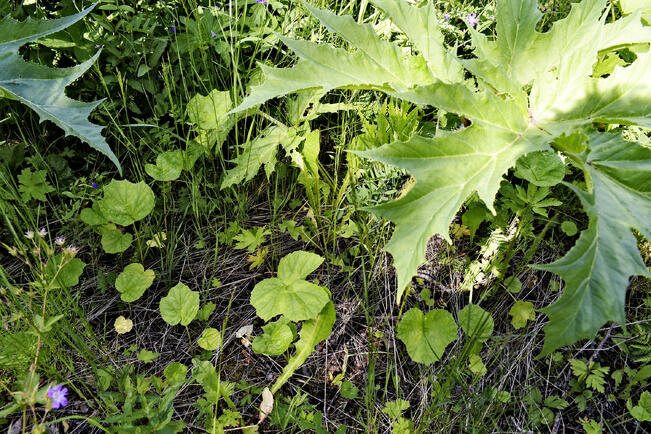 Pienet lehdet ovat jättiputken siemenestä kasvaneita ensimmäisen vuoden taimia. Suurempia kasveja on jo hankalampi poistaa. Jättiputket  muodostavat parhailla kasvupaikoilla tiheitä kasvustoja, jotka tukahduttavat alleen kaiken muun kasvillisuuden. 