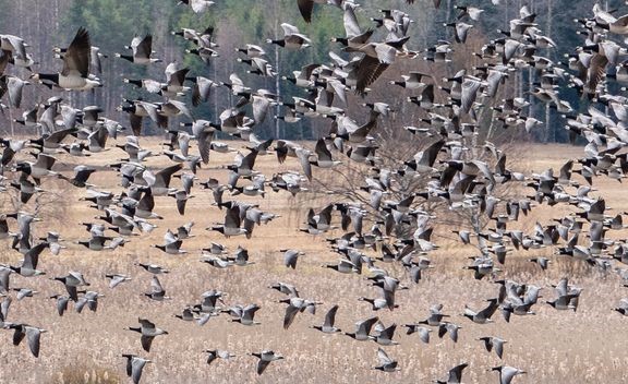 Valkoposkihanhien suurin kerääntymä on ollut Parikkalan Saarella. Hanhet on kuvattu 6. toukokuuta. 