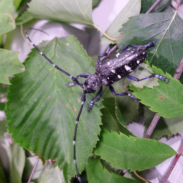 Aikuinen aasianrunkojäärä.  