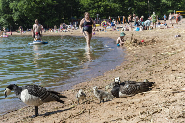 Turun uimarannoilla ei ole havaittu sinilevää.