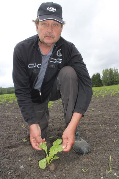 Sokerijuurikaspelto kasvaa sääolojen takia harvakseltaan ja juurikaskirppa on syönyt sokerijuurikkaiden lehdet reikiä täyteen. Jarmo Mäntyharju kertoo, että suomalaiset viljelijät pystyvät muutenkin tuottamaan vain puolet Suomen sokerimäärästä.  