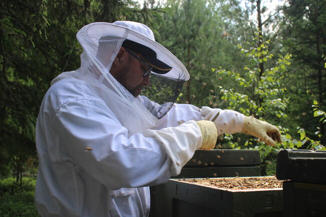 Aapo Savolla on parikymmentä omaa mehiläispesää, joista hunajaa tulee vaihtelevia määriä.