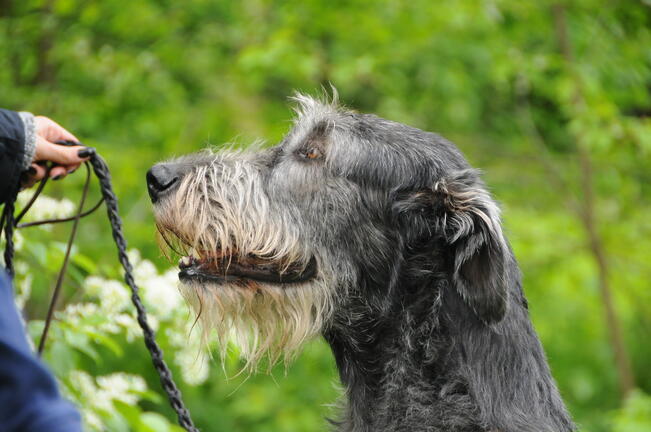 Ampiaisen pistot ovat yleensä vaarattomia lemmikeille.