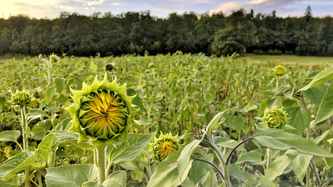 Auringonkukat kaunistavat maisemaa perinteisesti Ruissalossa.