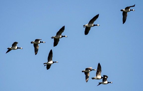 Valkoposkihanhia muuttomatkalla. 