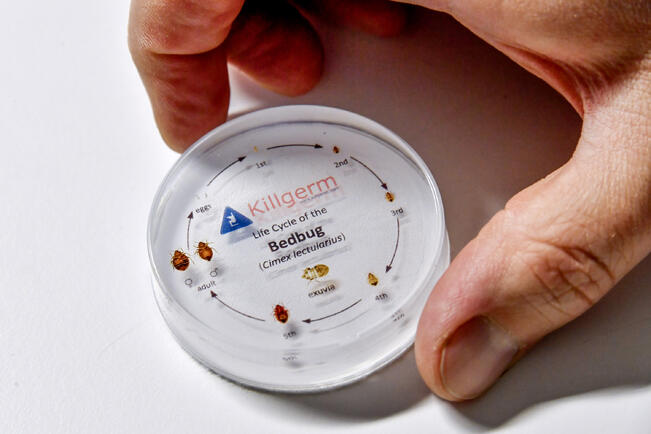 Luteen kehityskaari munasta aikuiseksi. Tuholaistorjunnalla pitää pystyä poistamaan kohteista kaikki nämä olomuodot, jotta tuholaisista päästään pysyvästi eroon.