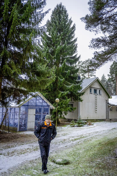 Tuomiokirkon joulukuusi löytyi tänä vuonna Antero Metsärannan pihalta Mynämäeltä.