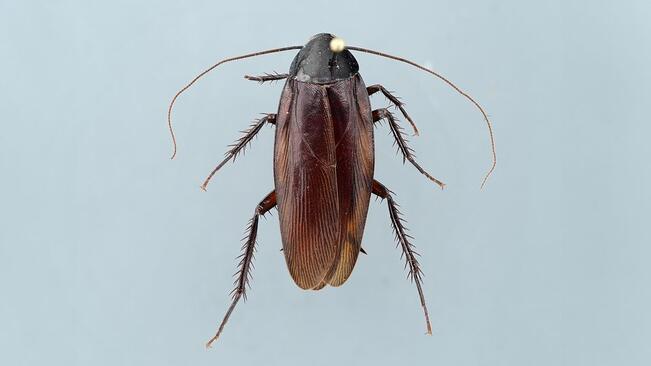 Savutorakka on kiiltävän tummanruskea ja noin kolmen senttimetrin pituinen. Yhdestä yksilöstä ei tarvitse huolestua, mutta jos löytyy toinen, on syytä epäillä, että savutorakka on onnistunut lisääntymään.